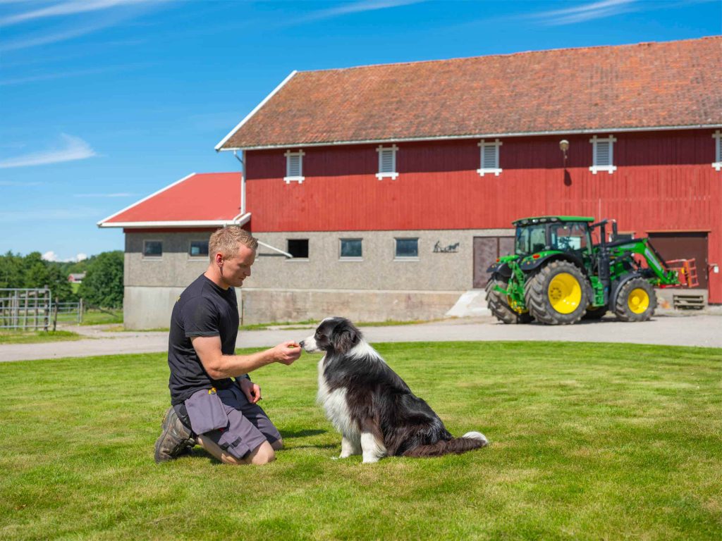 En mann kneler på en gressmark og mater en sittende svart og hvit hund foran en rød låve og en grønn traktor på en lys solskinnsdag.